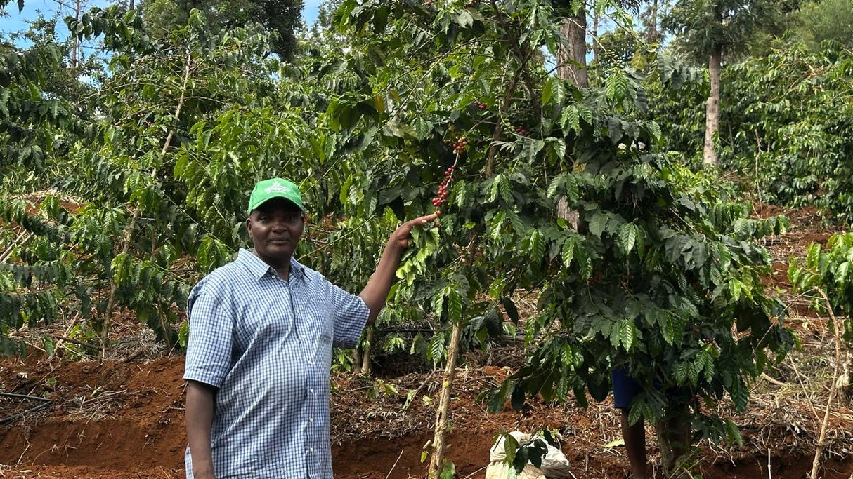 KENYA • MUMU'S ESTATE AB • DIRECT TRADE