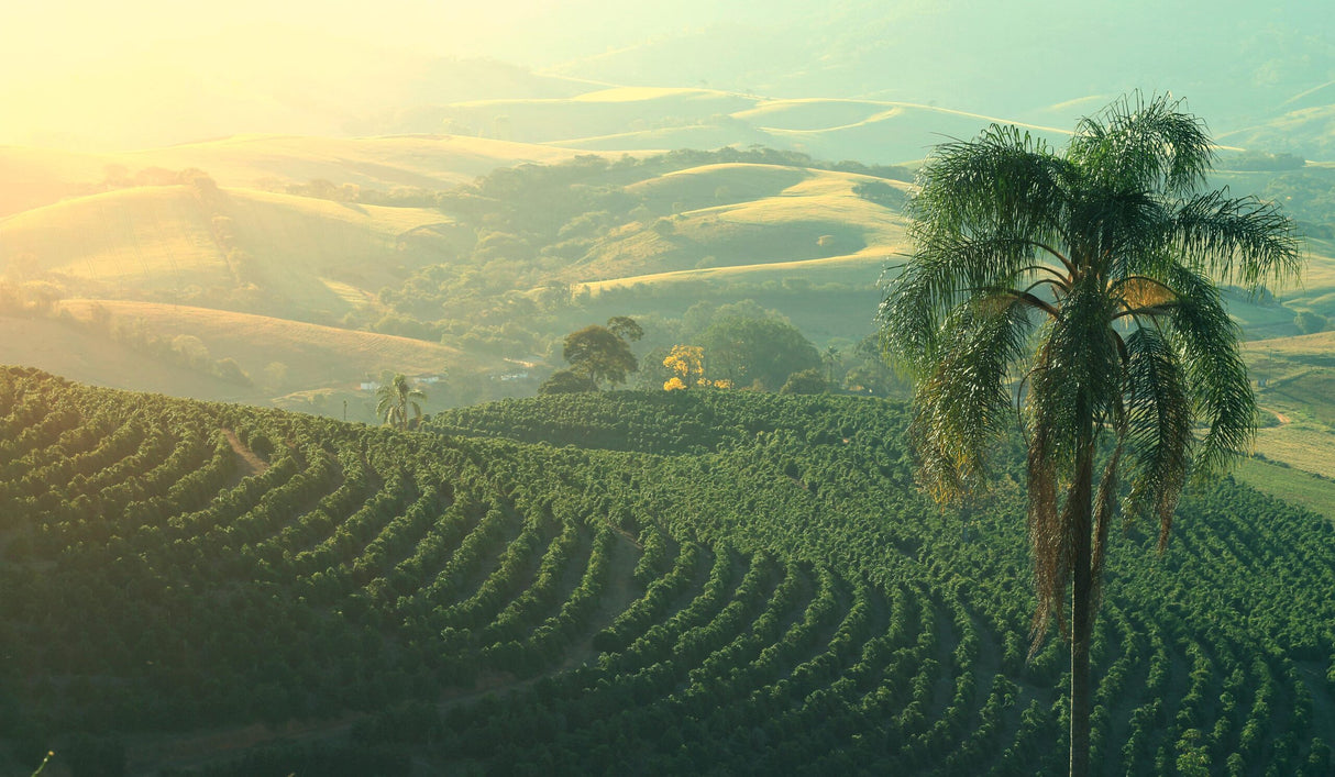 BRAZIL • Mogiana Natural