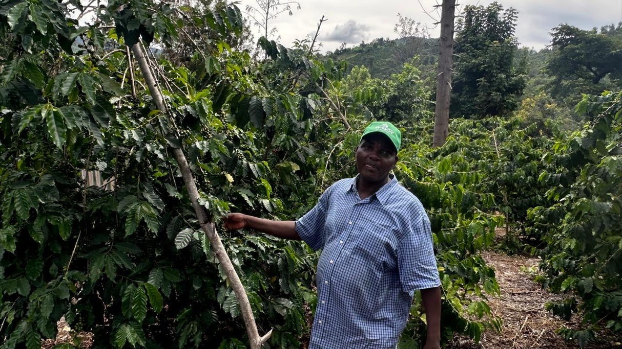 KENYA • MUMU'S ESTATE AB • DIRECT TRADE