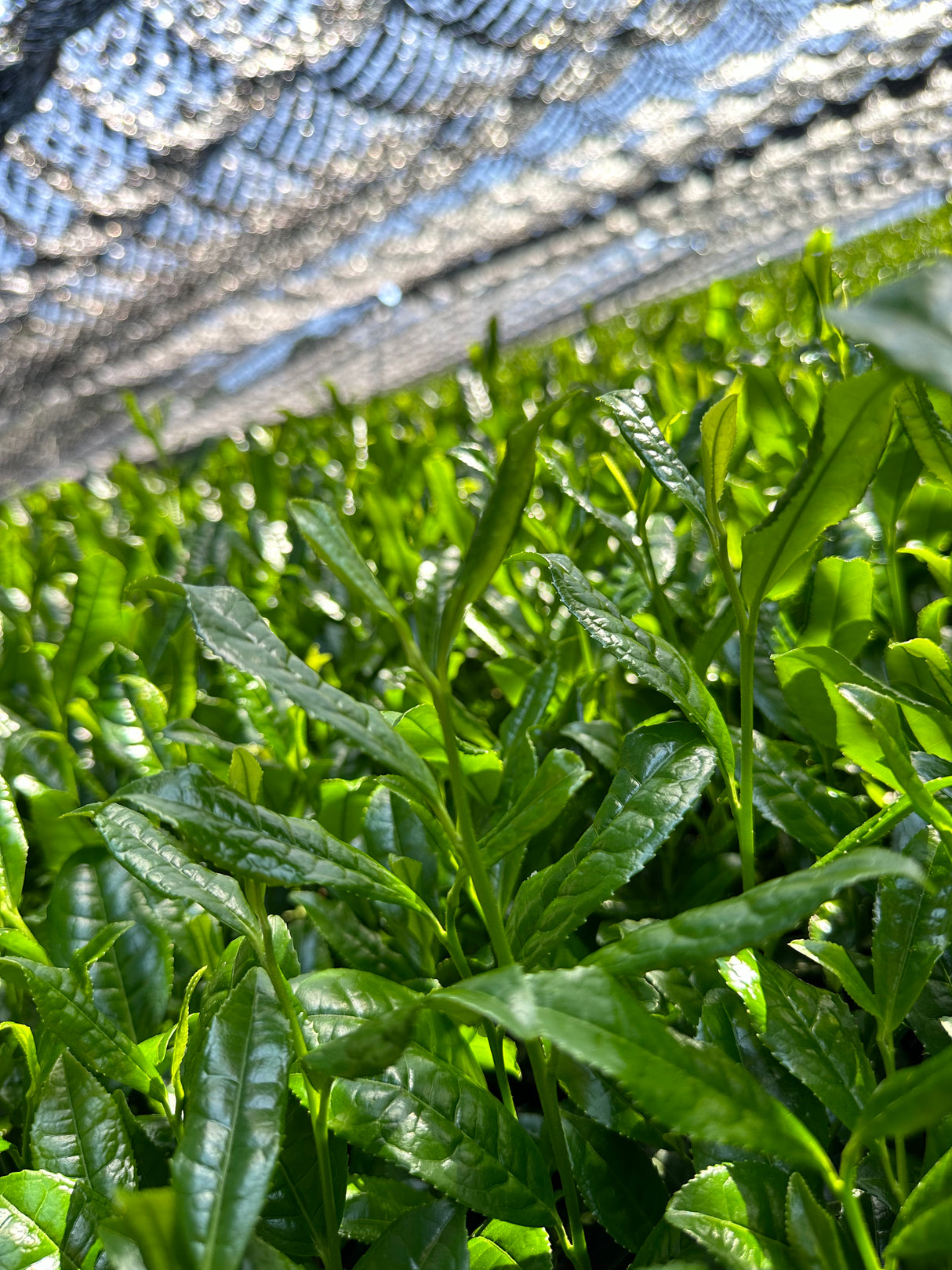 Introduction to Matcha Class feat. Tenzo