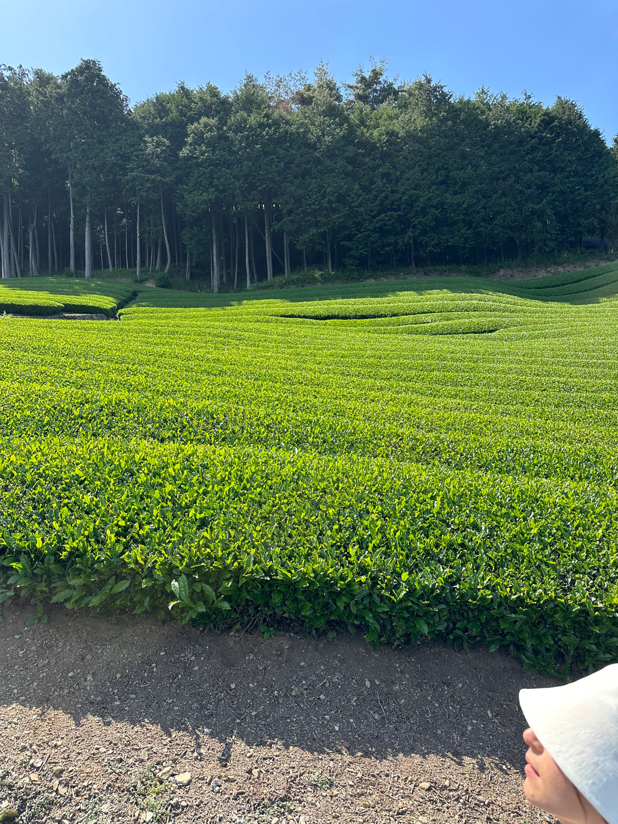 Introduction to Matcha Class feat. Tenzo