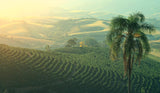 BRAZIL • Mogiana Natural