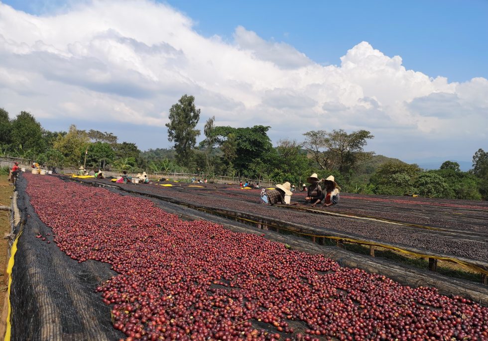 Decaf • Ethiopia • Guji  Oromia • Natural