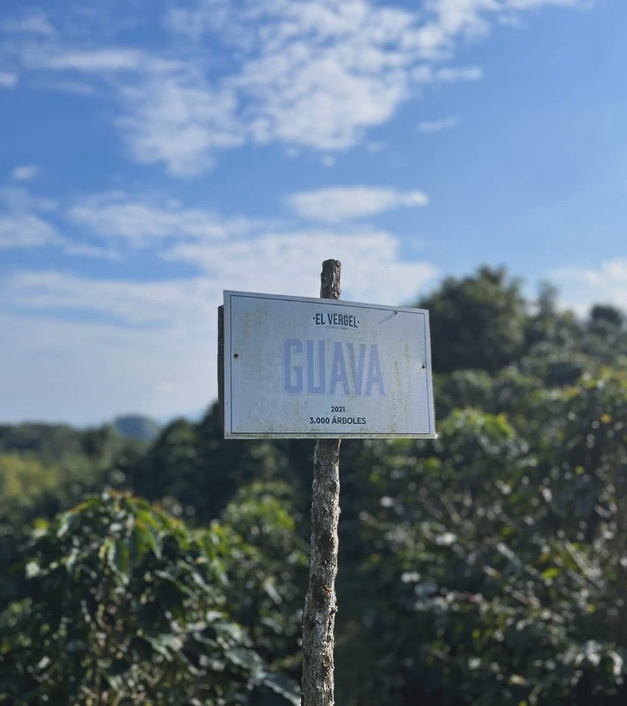 Colombia • Guava Banana • 60-Hour Anaerobic Natural