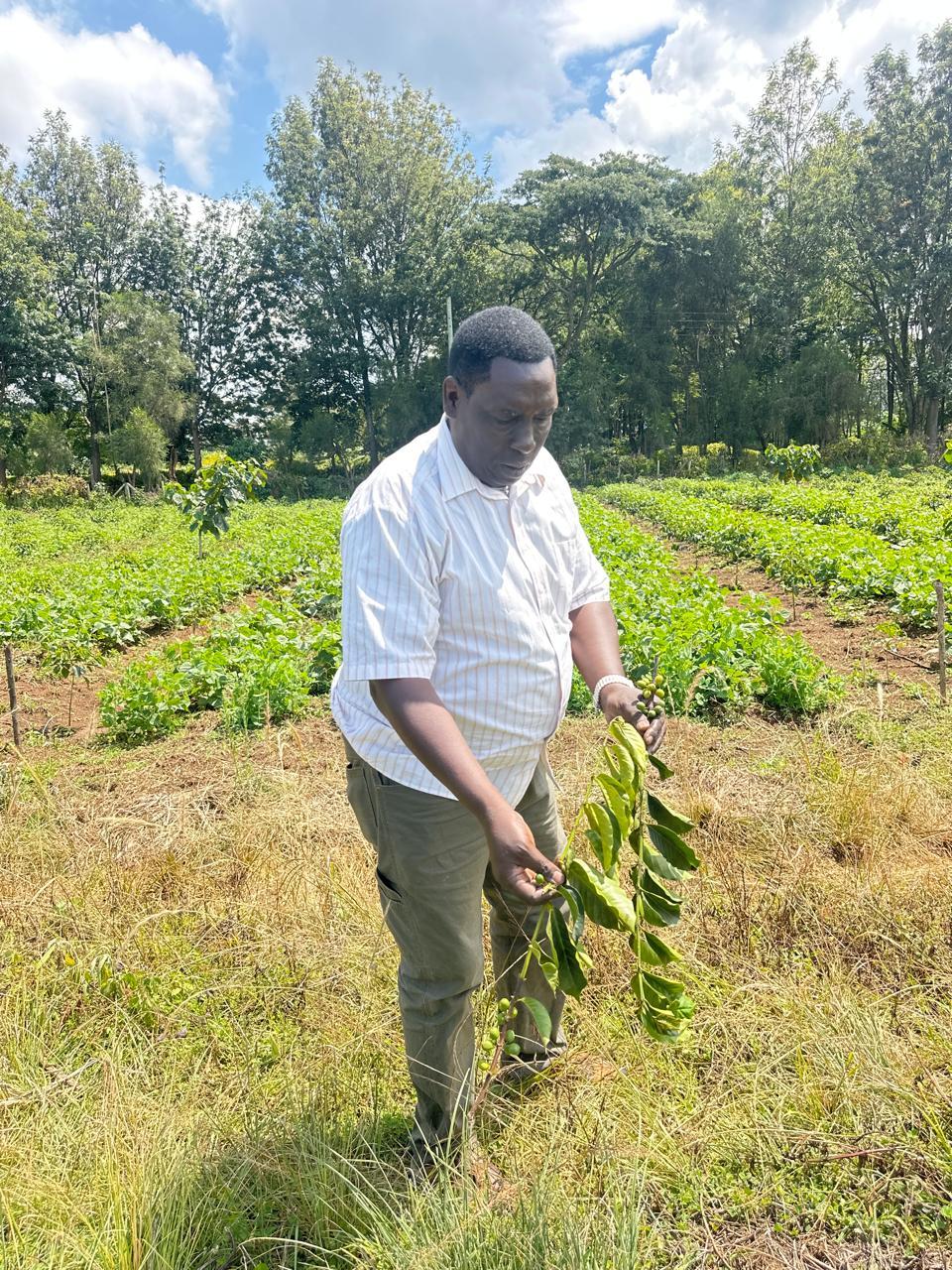 DIRECT TRADE • KENYA • RHINO FARMS