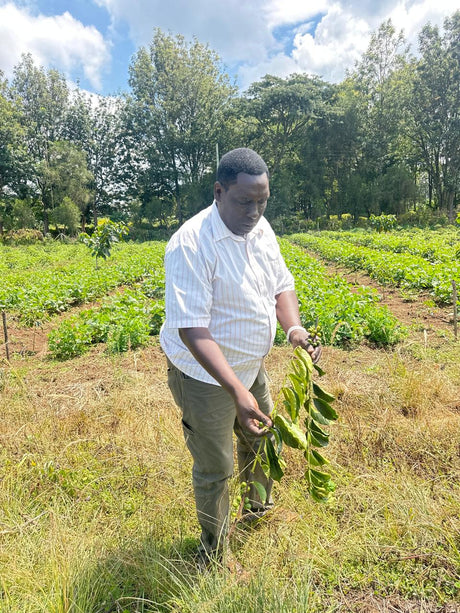 DIRECT TRADE • KENYA • RHINO FARMS
