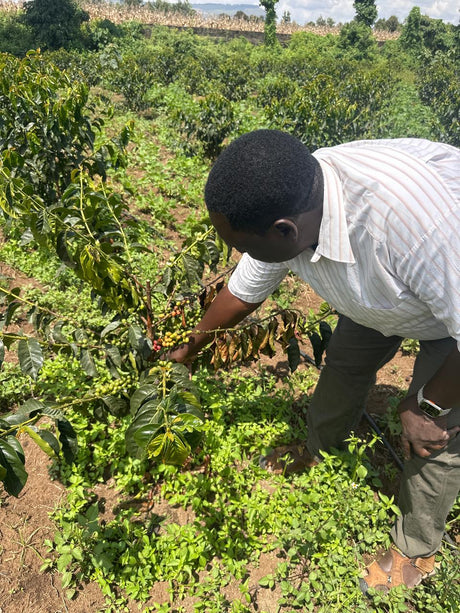 KENYA • RHINO FARMS AB • DIRECT TRADE
