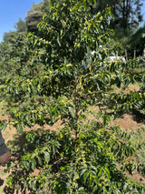 DIRECT TRADE • KENYA • RHINO FARMS