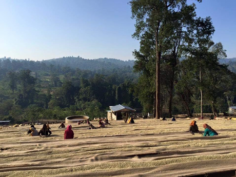 ETHIOPIA • Guji Shakiso Gigesa G1 Natural