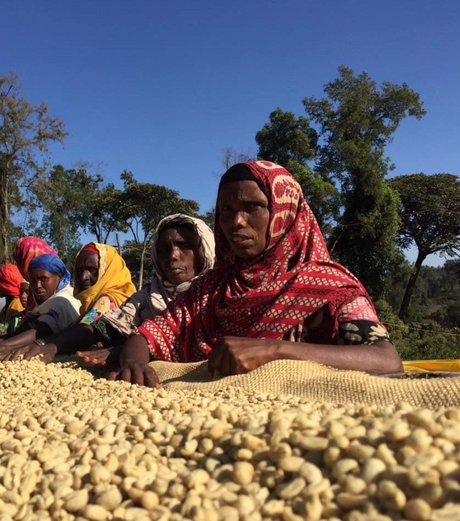 ETHIOPIA • Guji Shakiso Gigesa G1 Natural