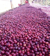 ETHIOPIA • Guji Shakiso Gigesa G1 Natural