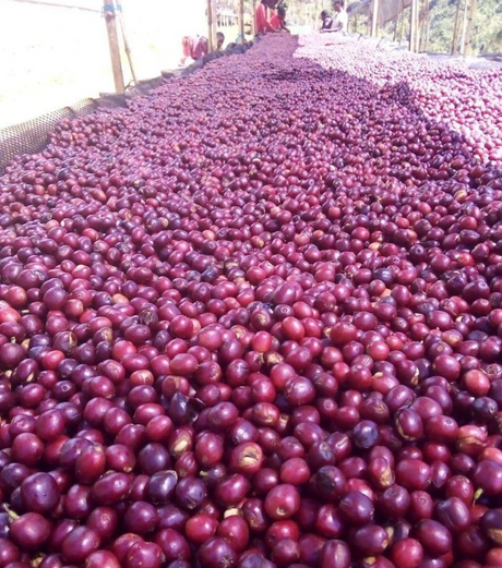 ETHIOPIA • Guji Shakiso Gigesa G1 Natural