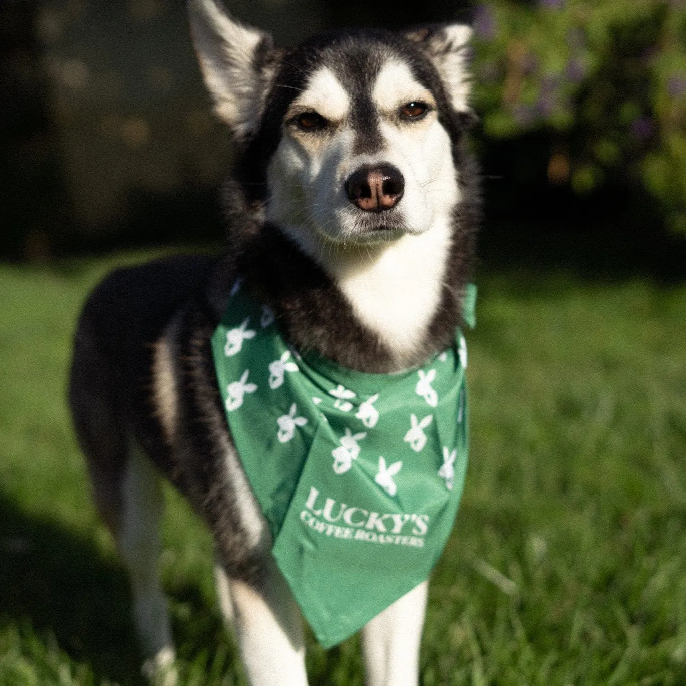A husky wearing a Lucky's Coffee Roasters bandana