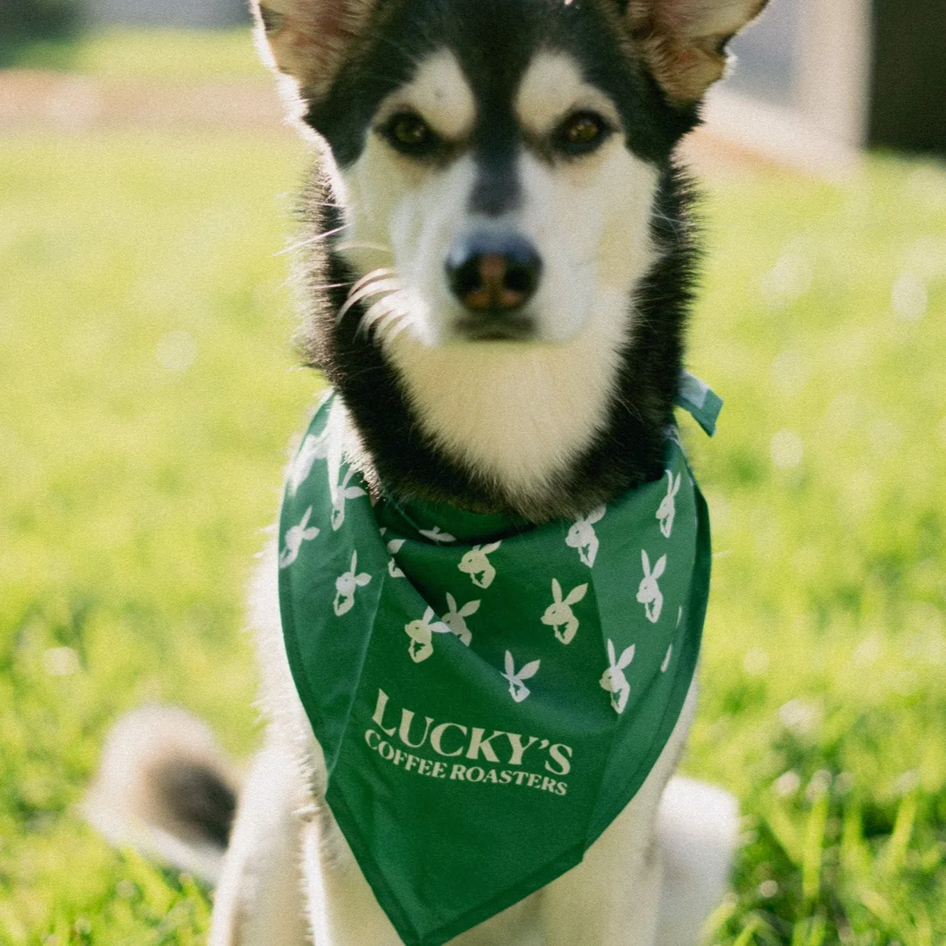 Bandanas, in two sizes